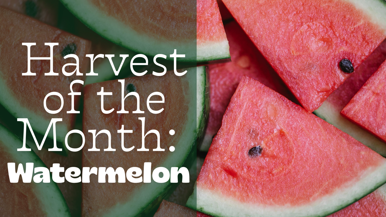 Harvest-of-the-Months-1 image