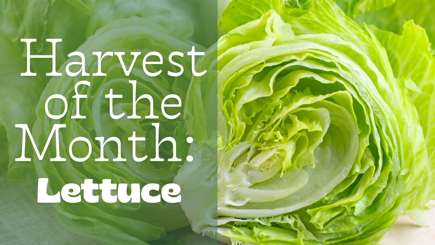 2026-2027-Harvest-of-the-Month image